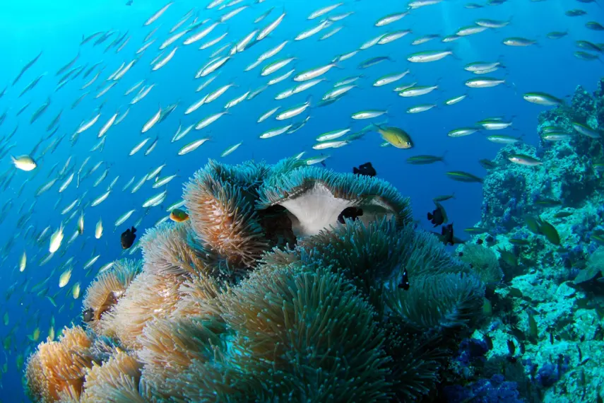 Corals Experience - Beautiful coral reef formations